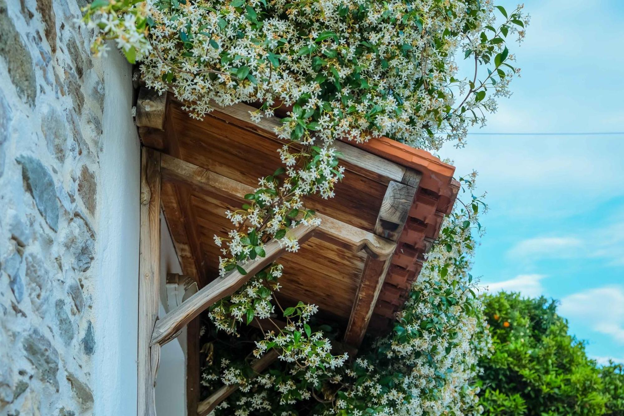Cozy House In Pelion Apartment *
